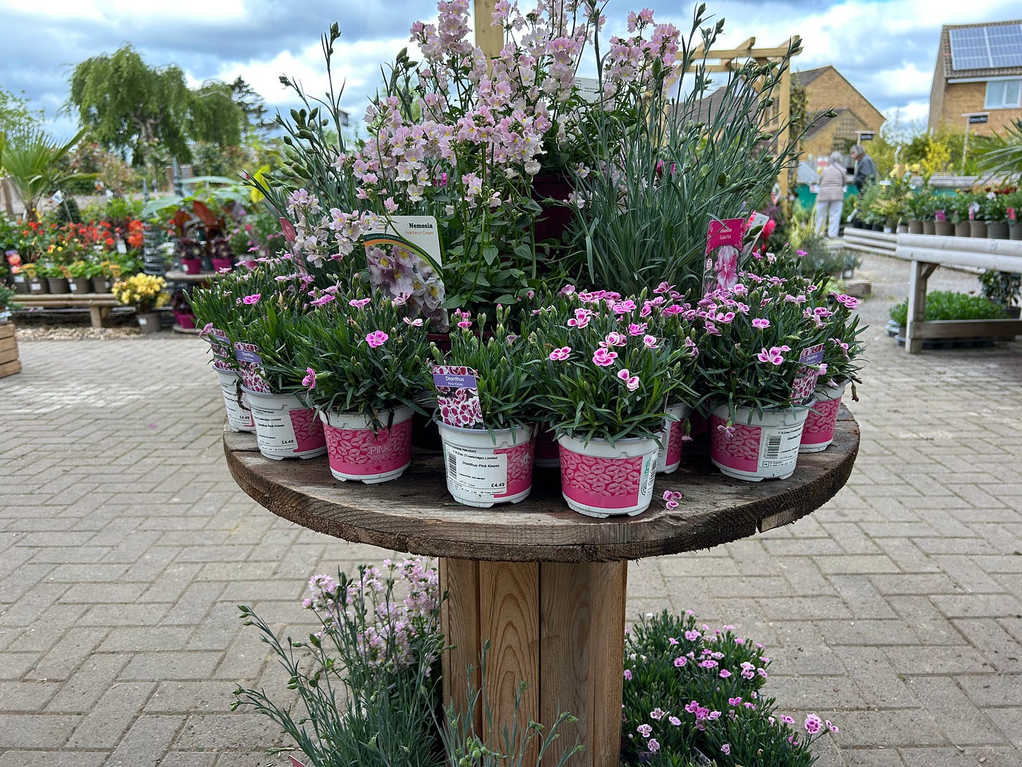 A fine display of plants at Trowbridge Garden Centre.