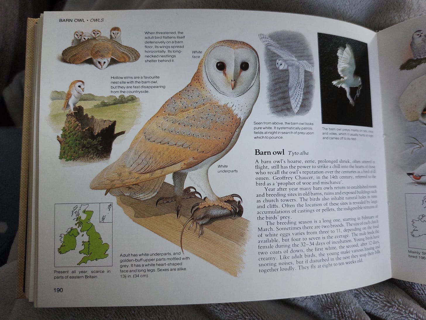 Page 190 of a Field Guide to Birds of Britain about barn owls