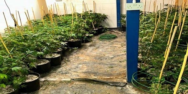 Dozens of cannabis plants growing in tubs