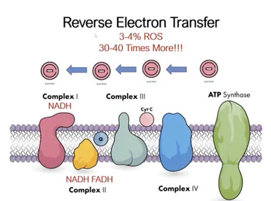reverse electron transfer