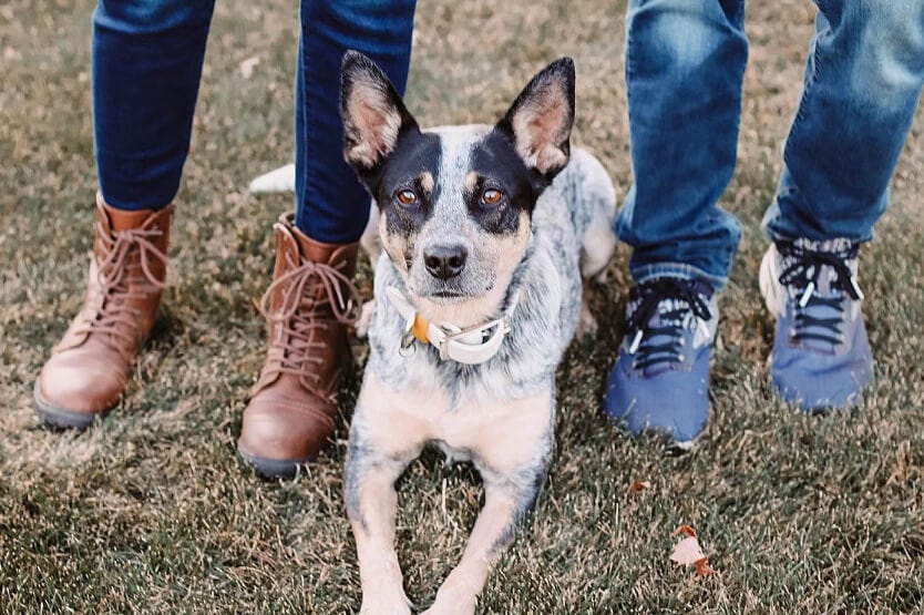 Scout the blue heeler holding a down stay between her owners' legs for a photo shoot