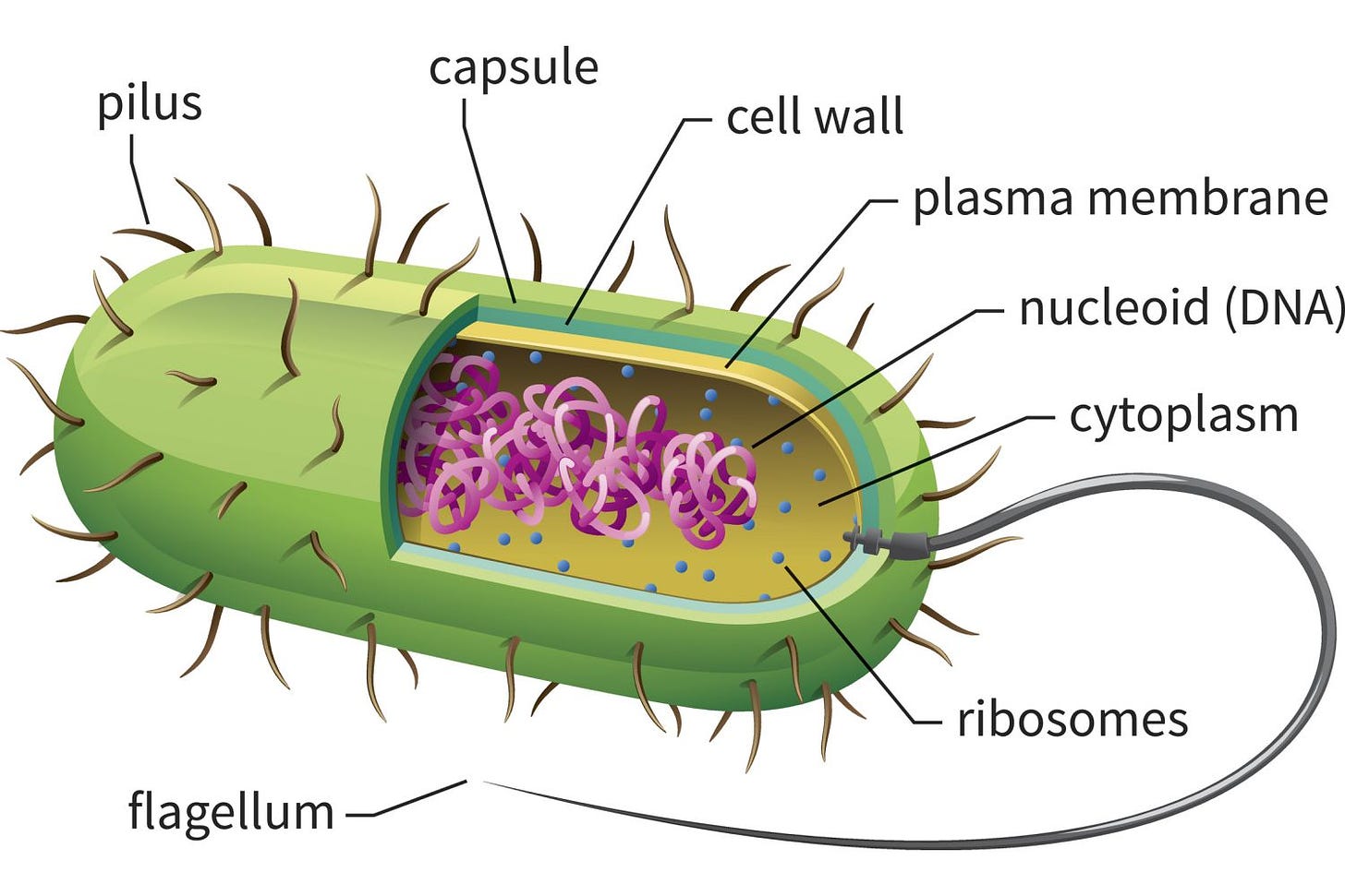 Bacterial Cell Label