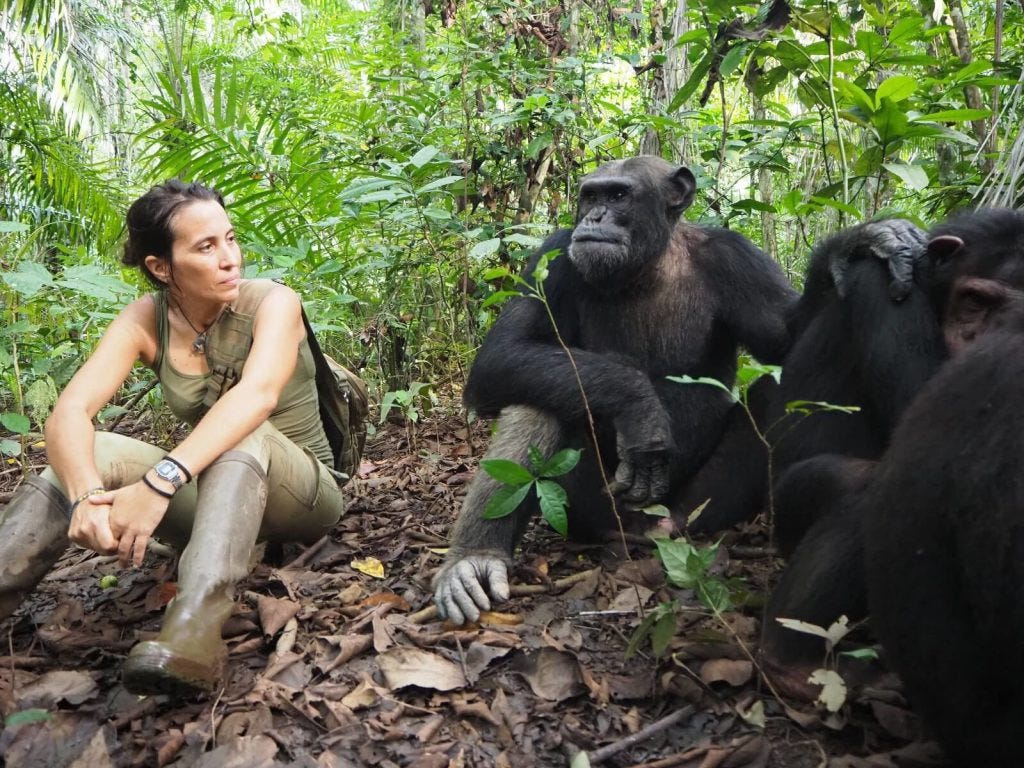 Rebeca atencia con los chimpancés Thomy, Anzar y Sam en Congo