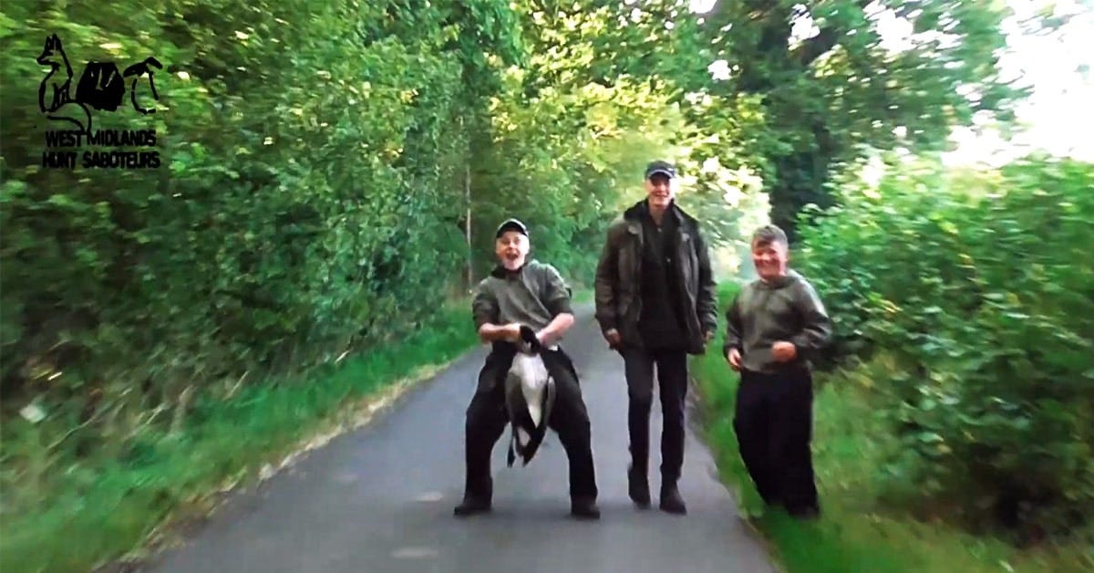 A steward for the Atherstone Hunt spins the head of a dead goose around while pretending to have sex with the body.