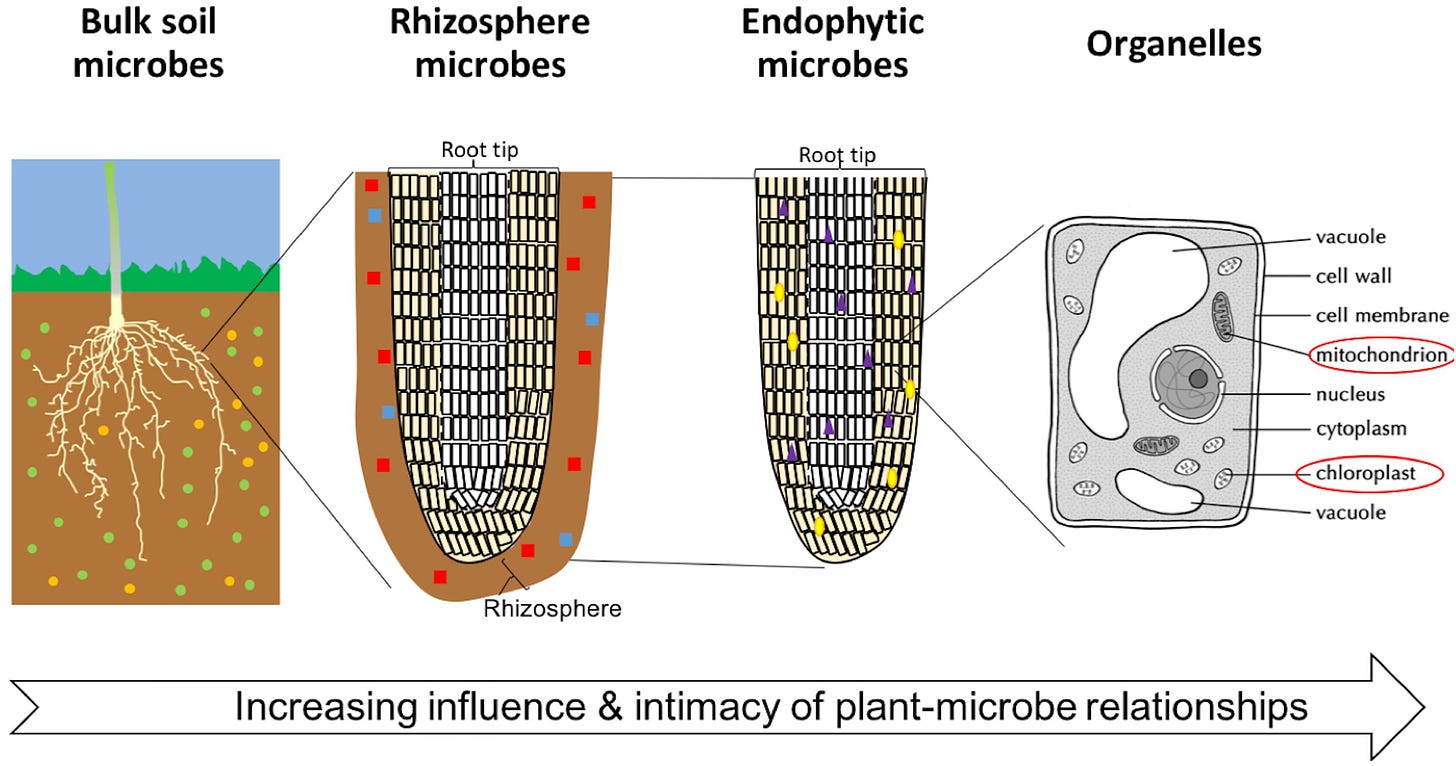 Frontiers | Plant Growth-Promoting Rhizobacteria: Context, Mechanisms of  Action, and Roadmap to Commercialization of Biostimulants for Sustainable  Agriculture