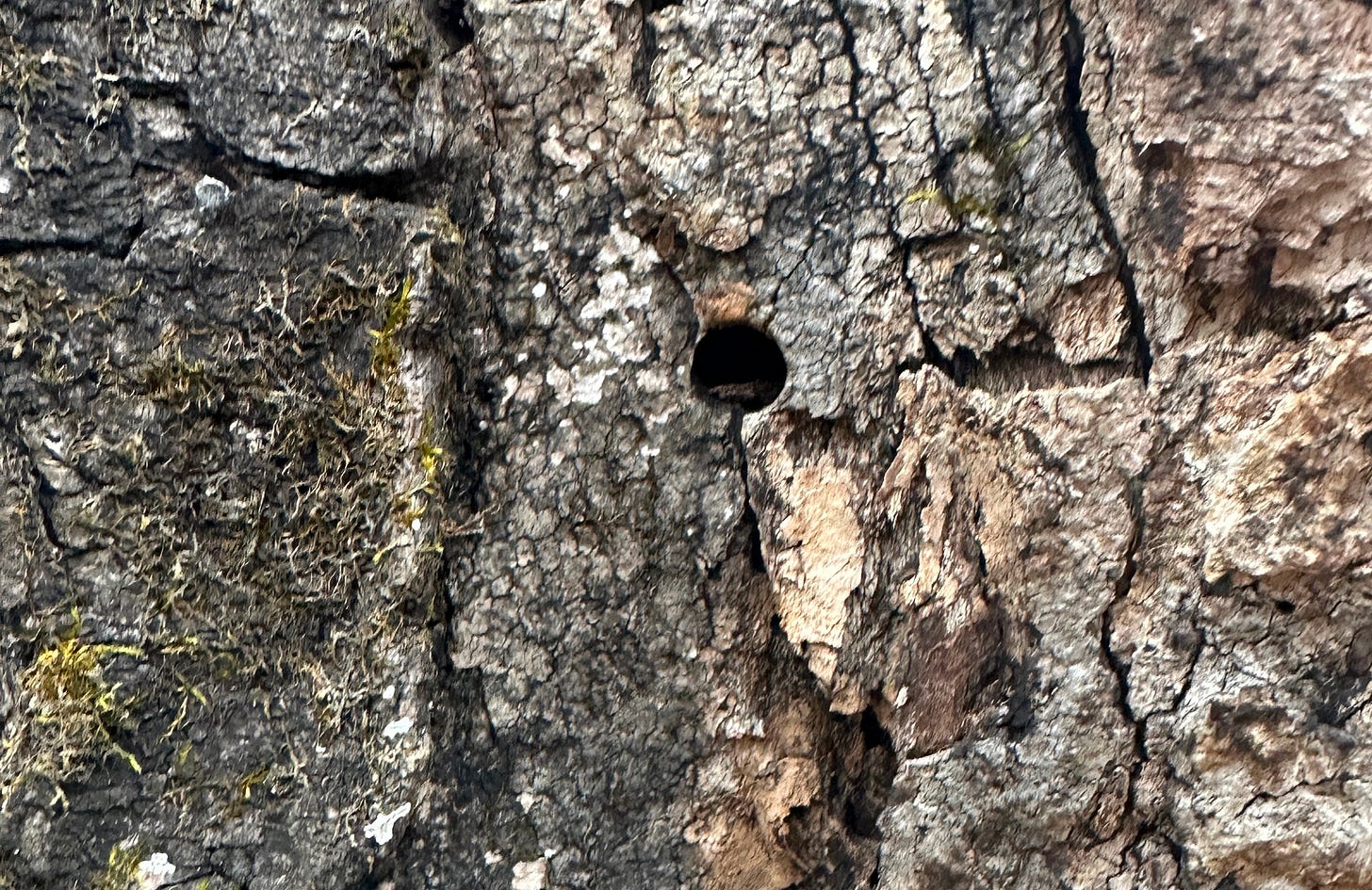 Hole left from a maple tap.