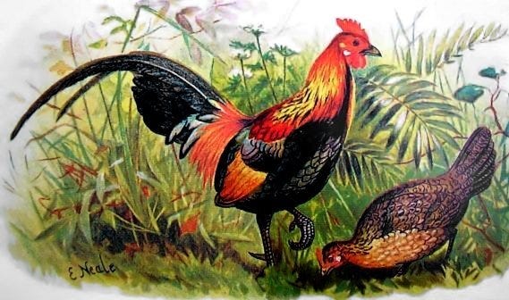 A painting of male and female red junglefowl. The male on the ledt has red, black, and green feathers with a long tail. The hen on the right has brown speckled feathers and is bending down. Jungle plants and grasses are in the background.