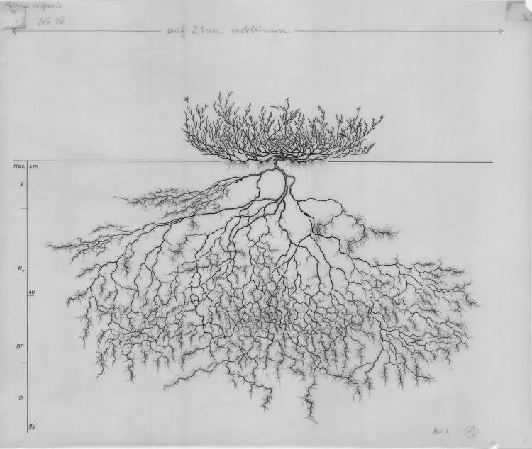 Calluna vulgaris, Lichtenegger, E. (1992)