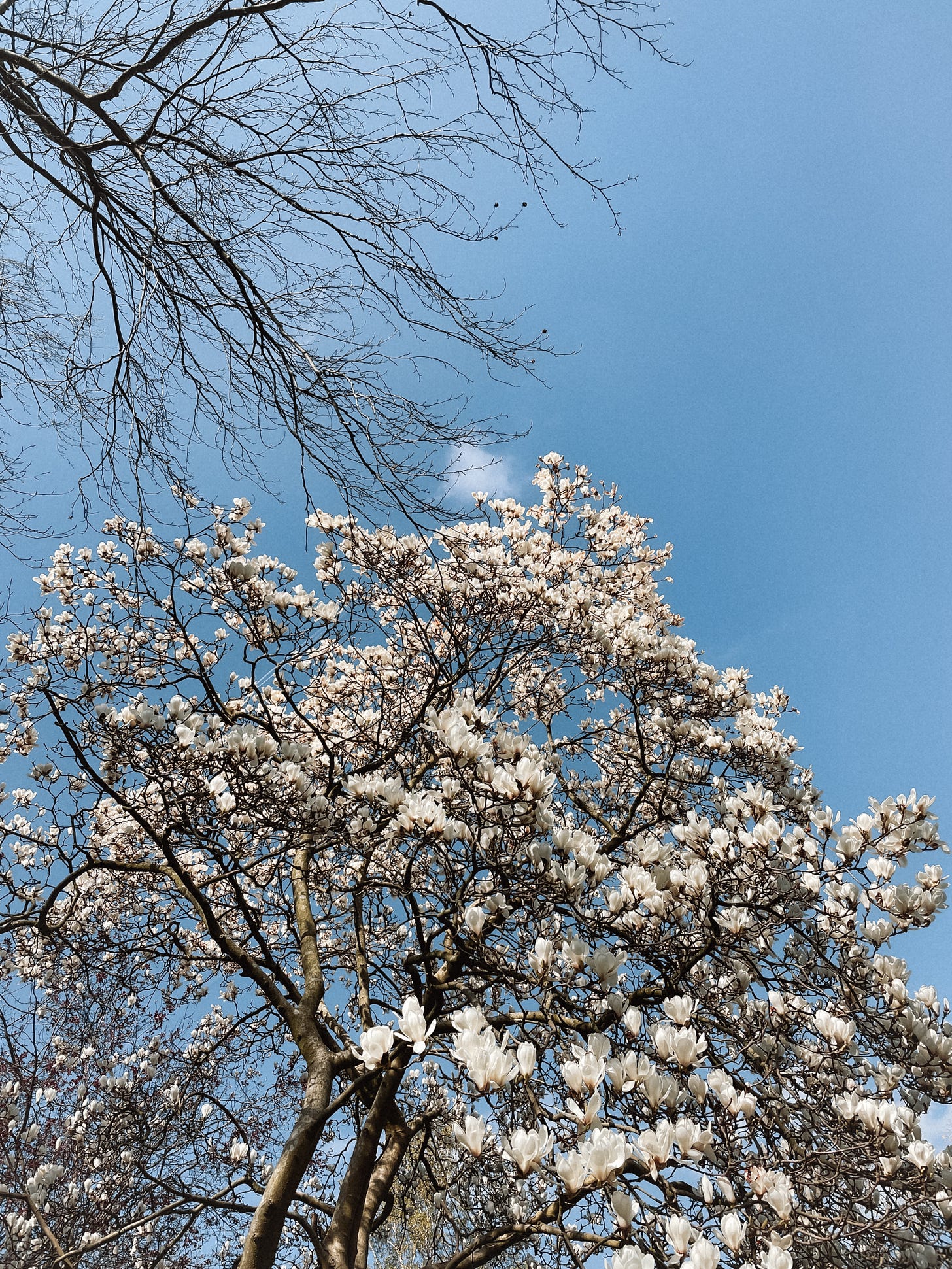 Looking up at blue skies on a sunny day. Bare branches of a tree, a Magnolia is in full bloom to the bottom of the frame.