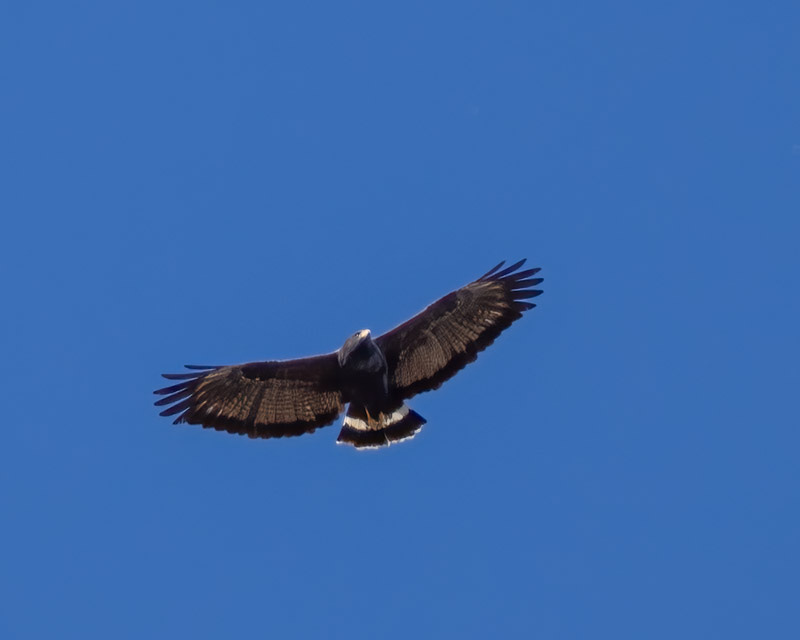 20240317HawkWatch-111-Edit-2.jpg