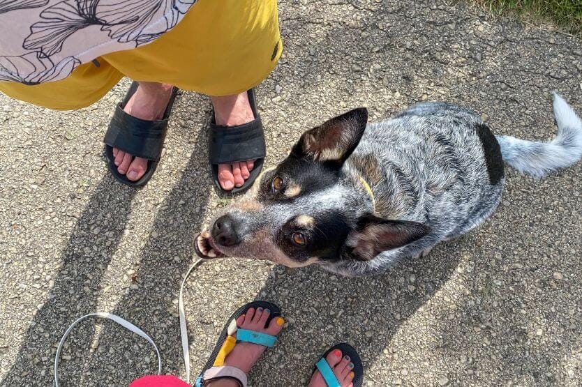 Taken from above, this photo shows Scout the blue heeler sitting between her owners' feet and looking up at them