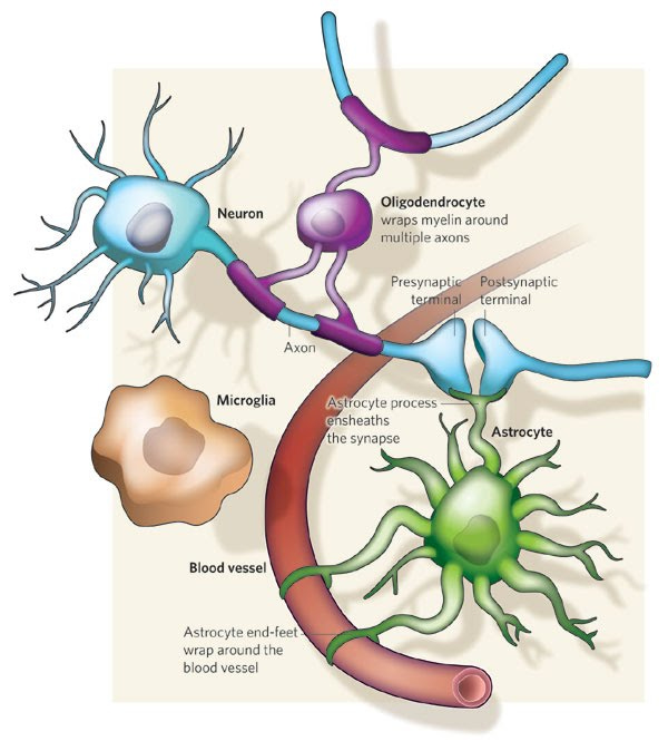 what do glia cell do — KAIST GLIA LABORATORY