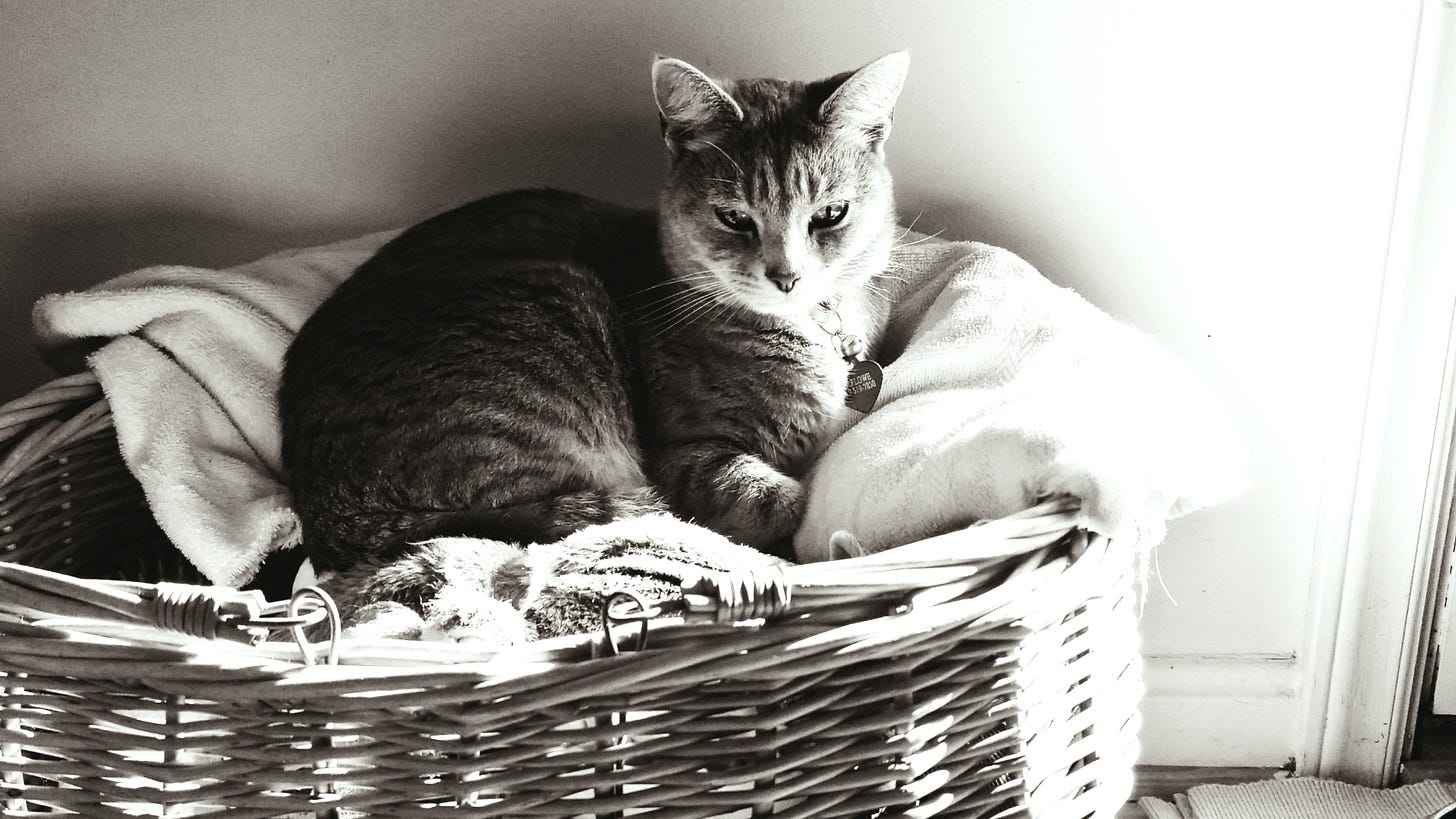 Photograph: A petite gray female tabby cat rests in a wicker basket in front of shadows cast upon a blank sunlit wall.