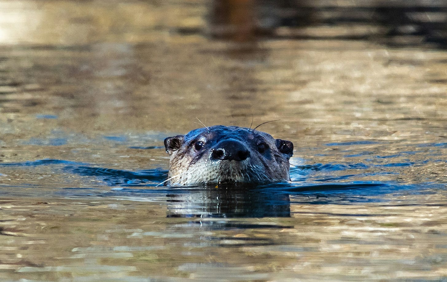 An otter head sticks out of the water and looks straight at us An otter head sticks out of the water and looks straight at us