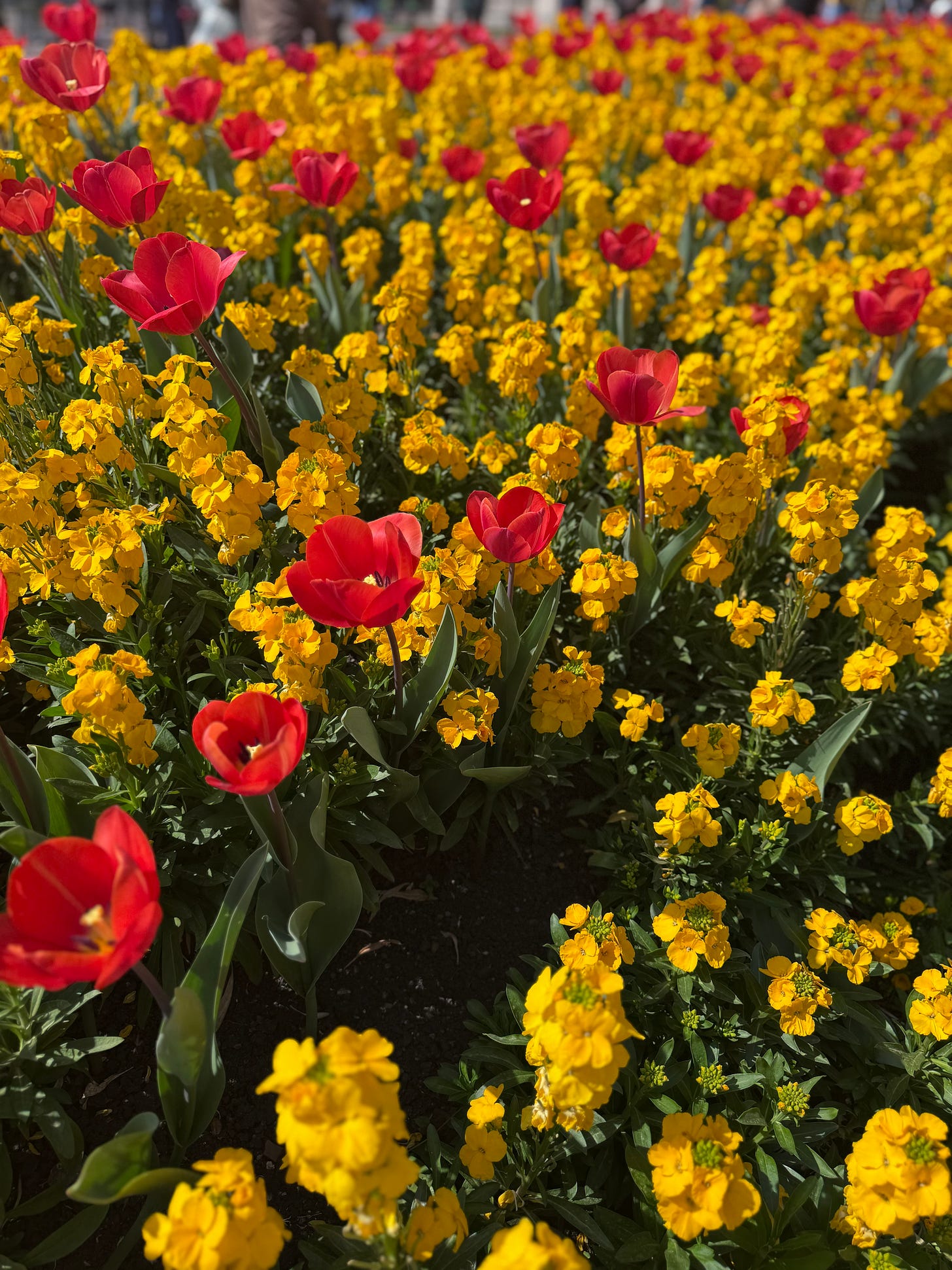 Bright yellow and red flowers bloom from the ground.