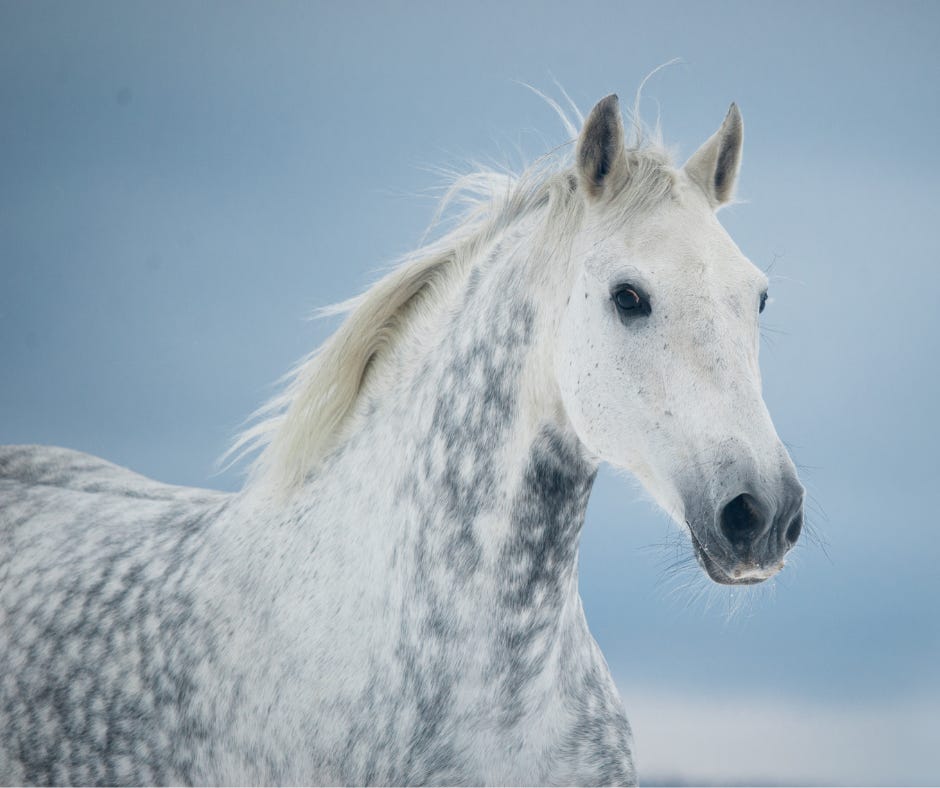 dapple grey horse, silver with darker gray/black spots