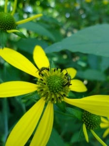 Wild pollinators