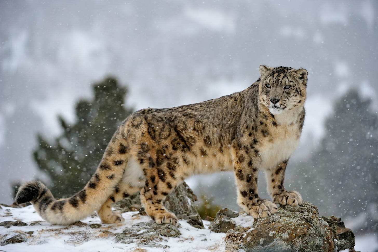 Snow leopard guide | BBC Wildlife Magazine | Discover Wildlife