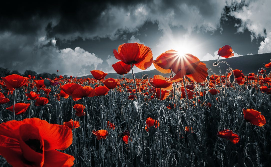 Remembrance Day 2022 | The Belfry Theatre