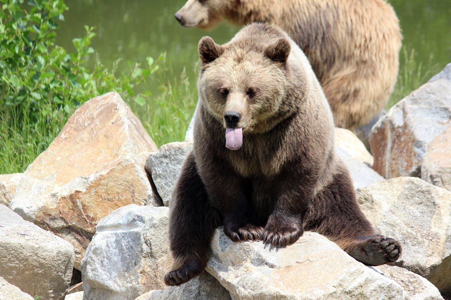 A grizzly bear sitting on a bolder with their tongue sticking out