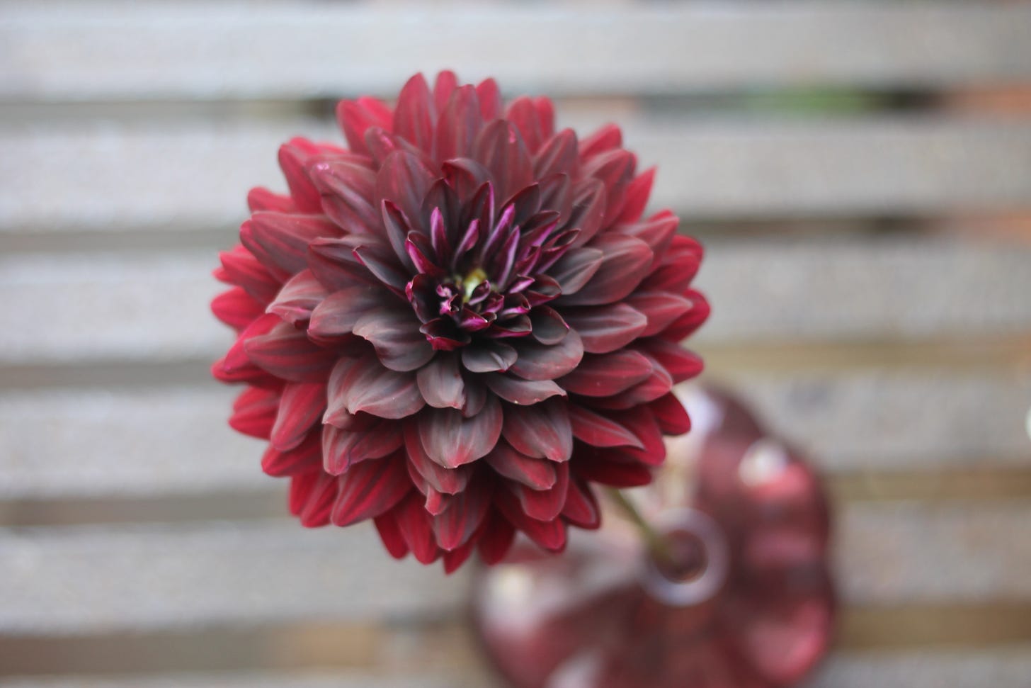 A dark maroon waterlily shaped dahlia in an out of focus pink vase.