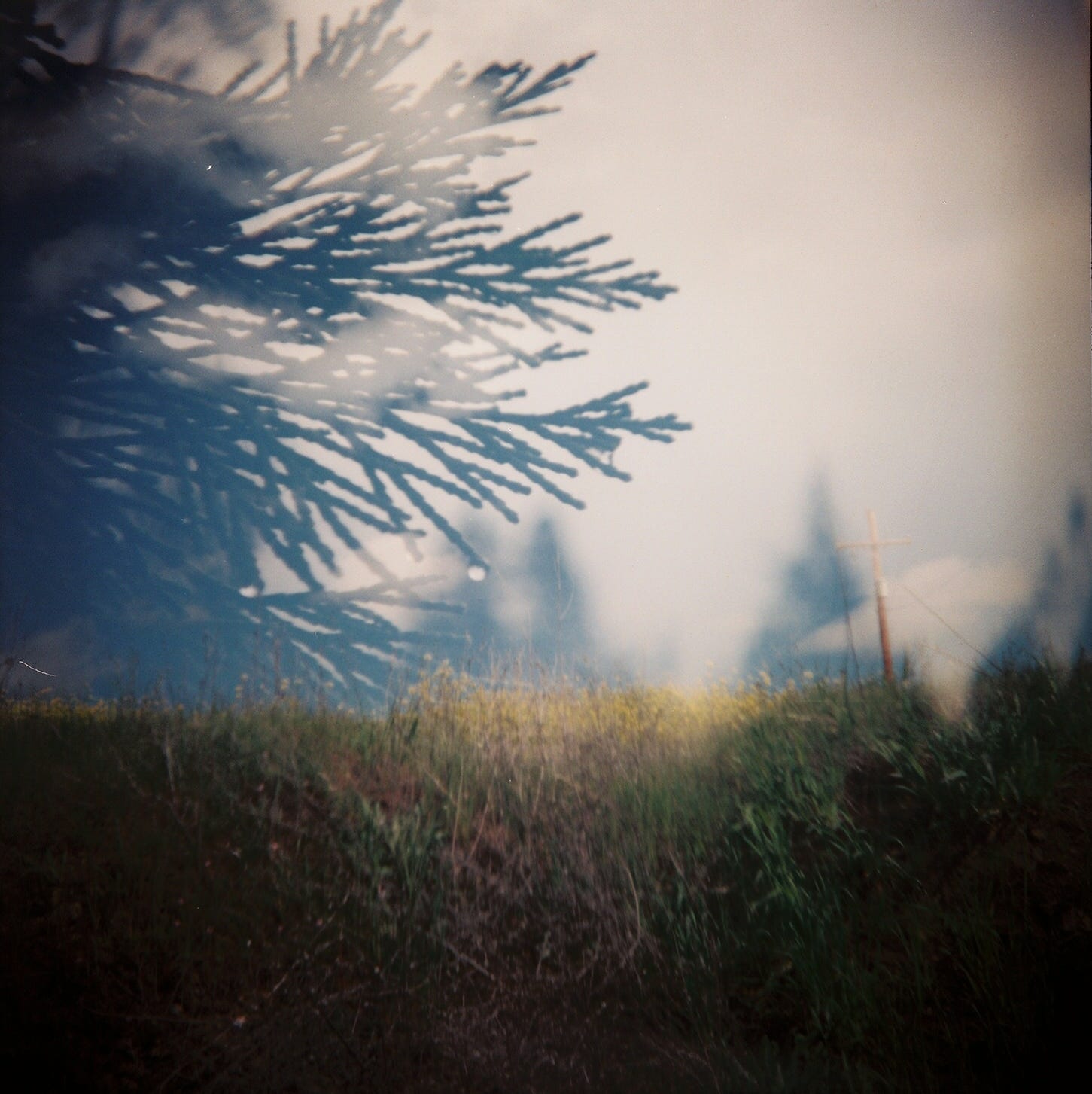 A double exposure of some pine tree branches and a meadow.