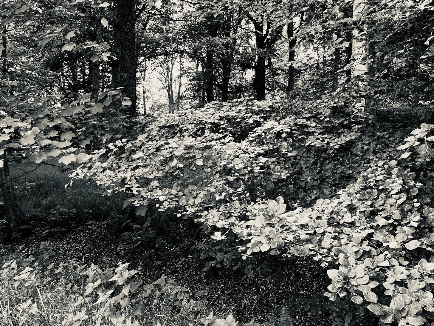 Layers of beech foliage appears to float below the trunks of trees on the hillside; monochrome view