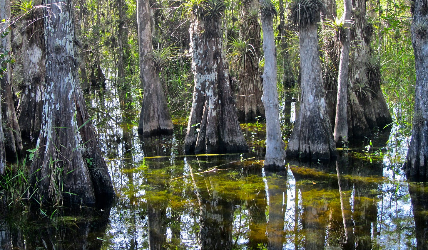 A close-up view of cypress trees growing in a serene swamp, with their iconic trunks rising from reflective, clear water surrounded by lush vegetation. A close-up view of cypress trees growing in a serene swamp, with their iconic trunks rising from reflective, clear water surrounded by lush vegetation.
