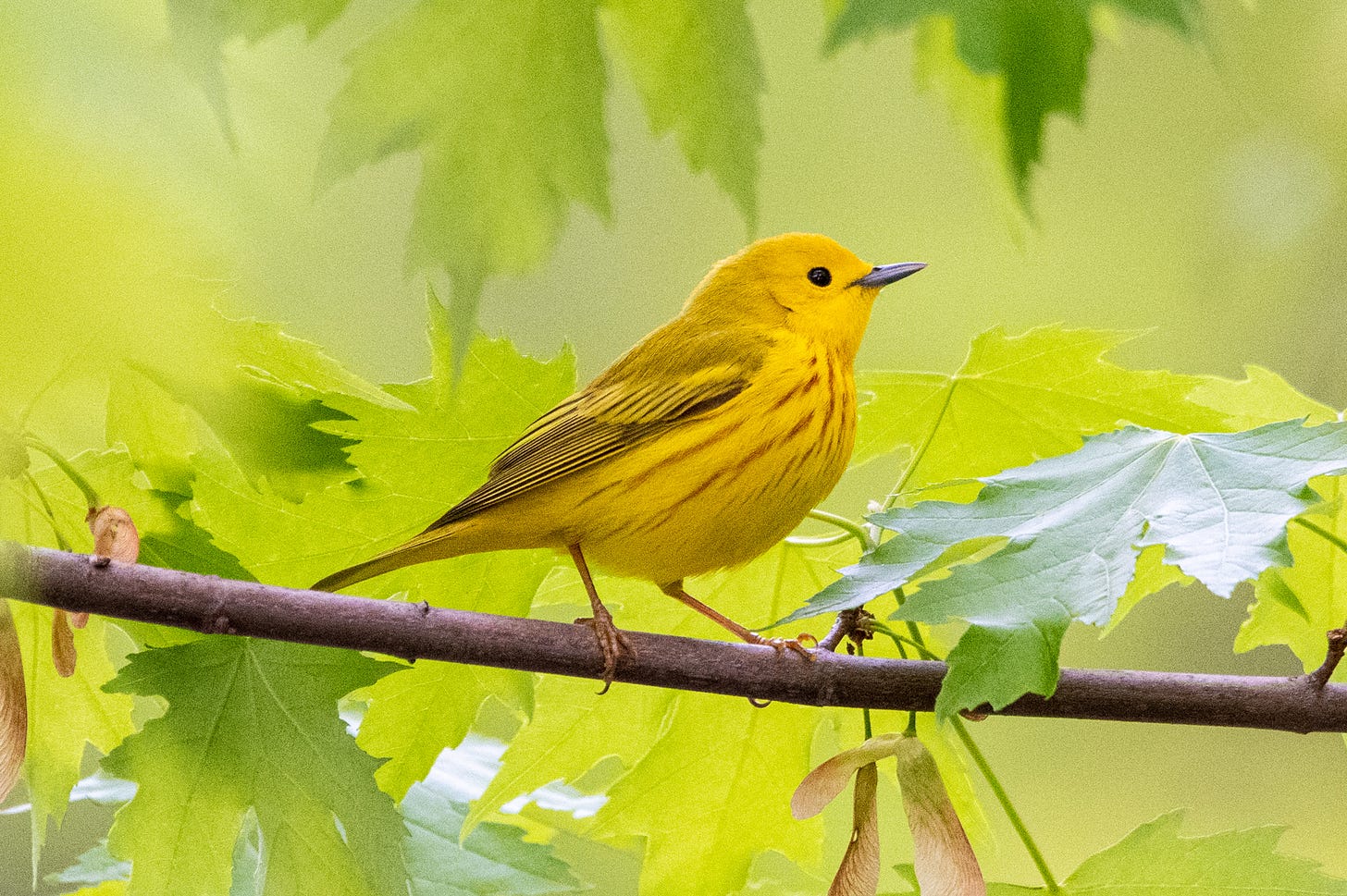 A yellow warbler perched in a maple