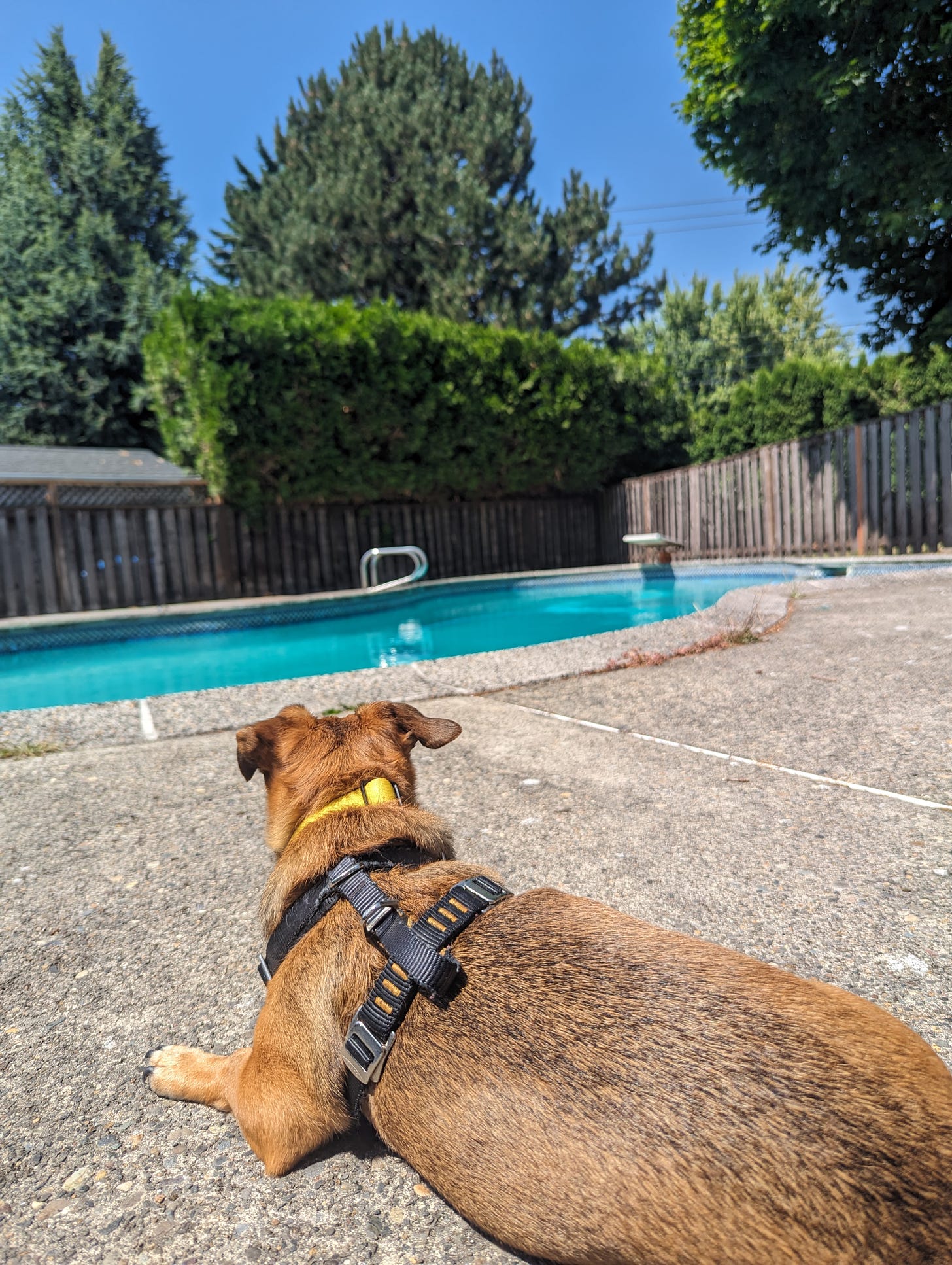 chiweenie dog laying down sunbathing in front of large inground pool, surrounded by pine trees