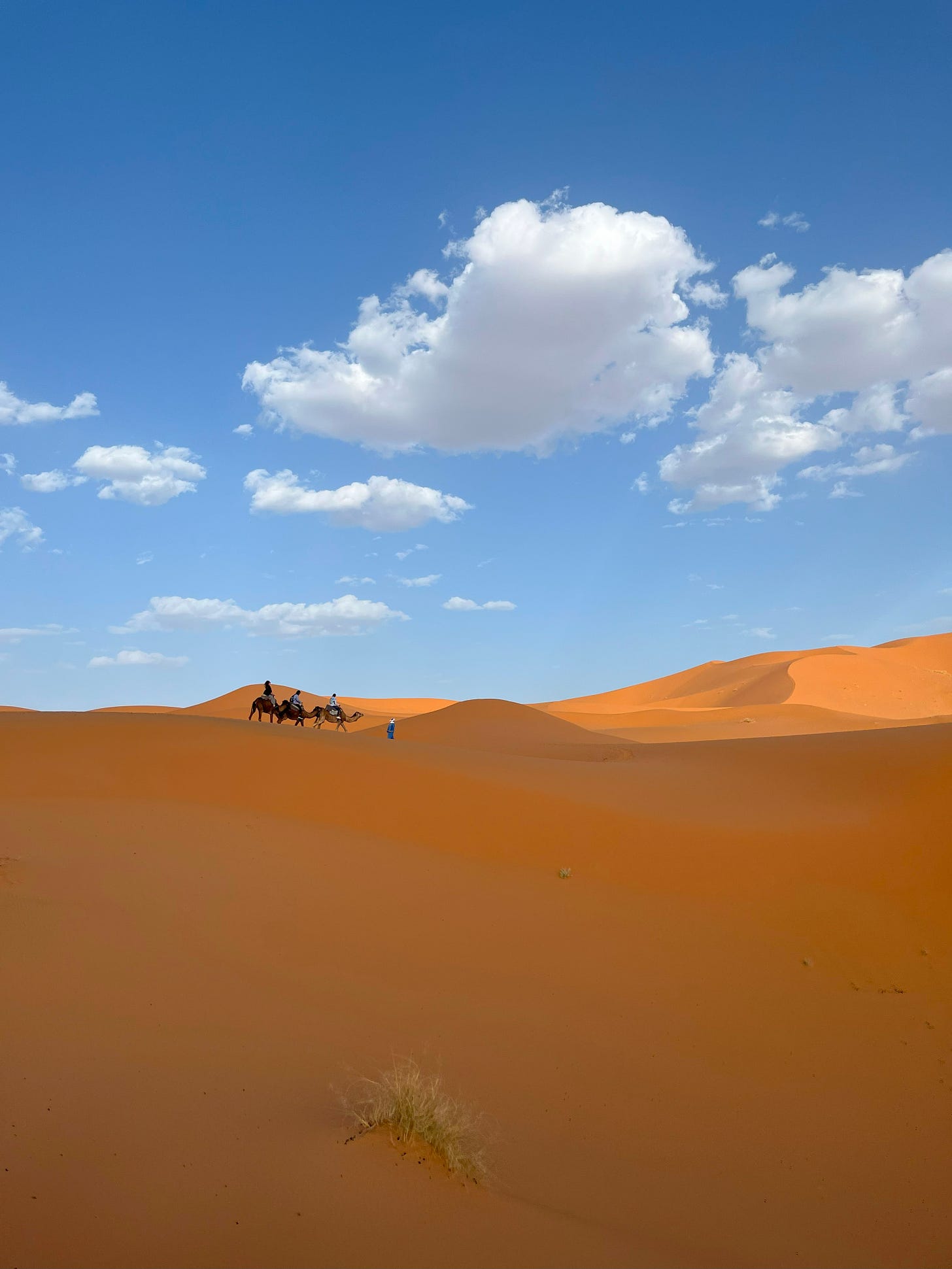 A small caravan of camels in the Sahara desert, Morocco