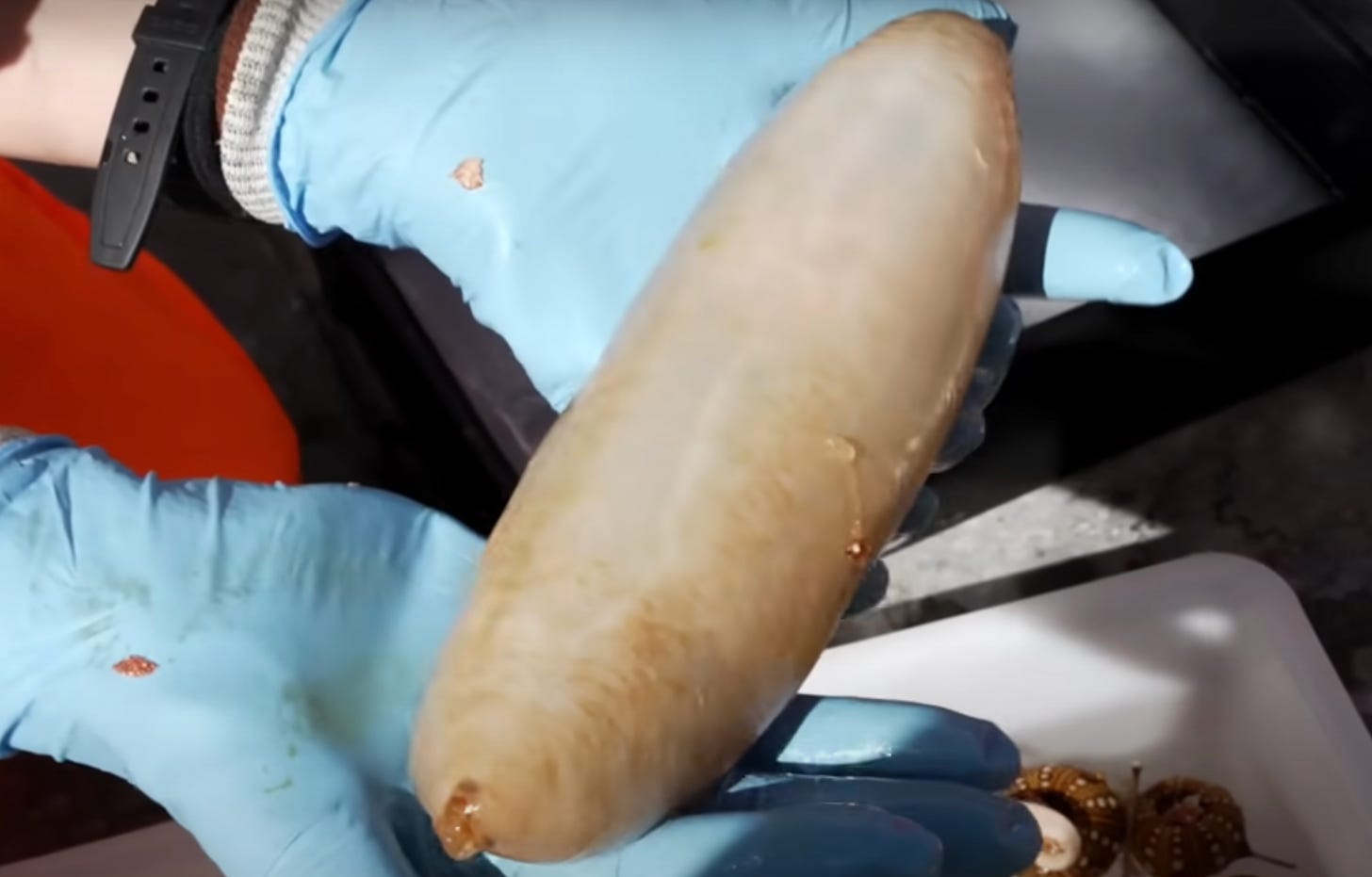 Two hands in blue rubber gloves holding out a sea cucumber. It is peach-ish, has some sort of goo coming out of one end, and looks like it might pop if poked with a pin.