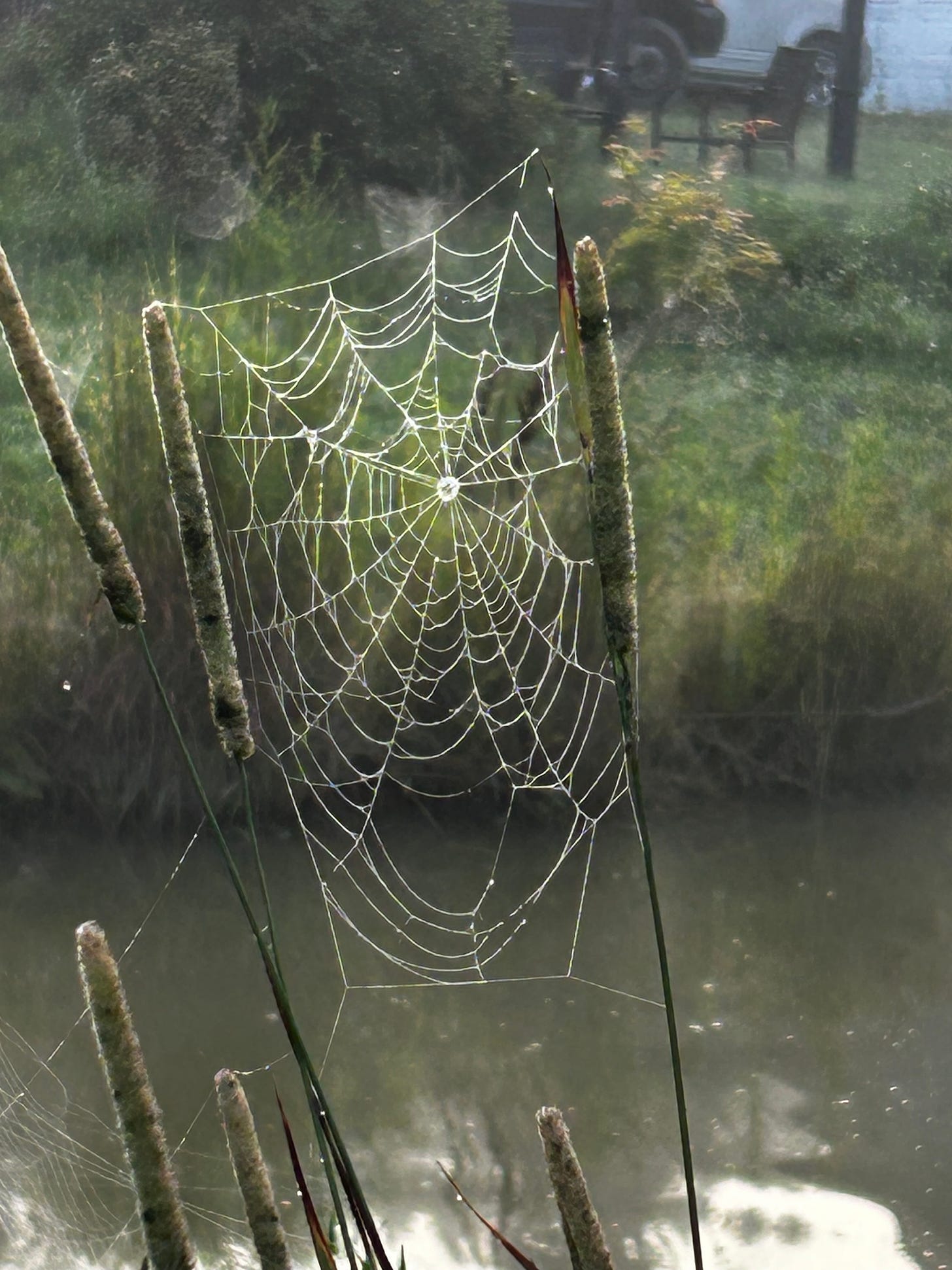 A spiderweb, white in the sunshine, between the seeded heads of mature grasses