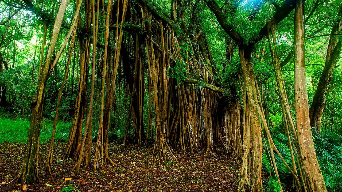 Banyan Tree (U.S. National Park Service)