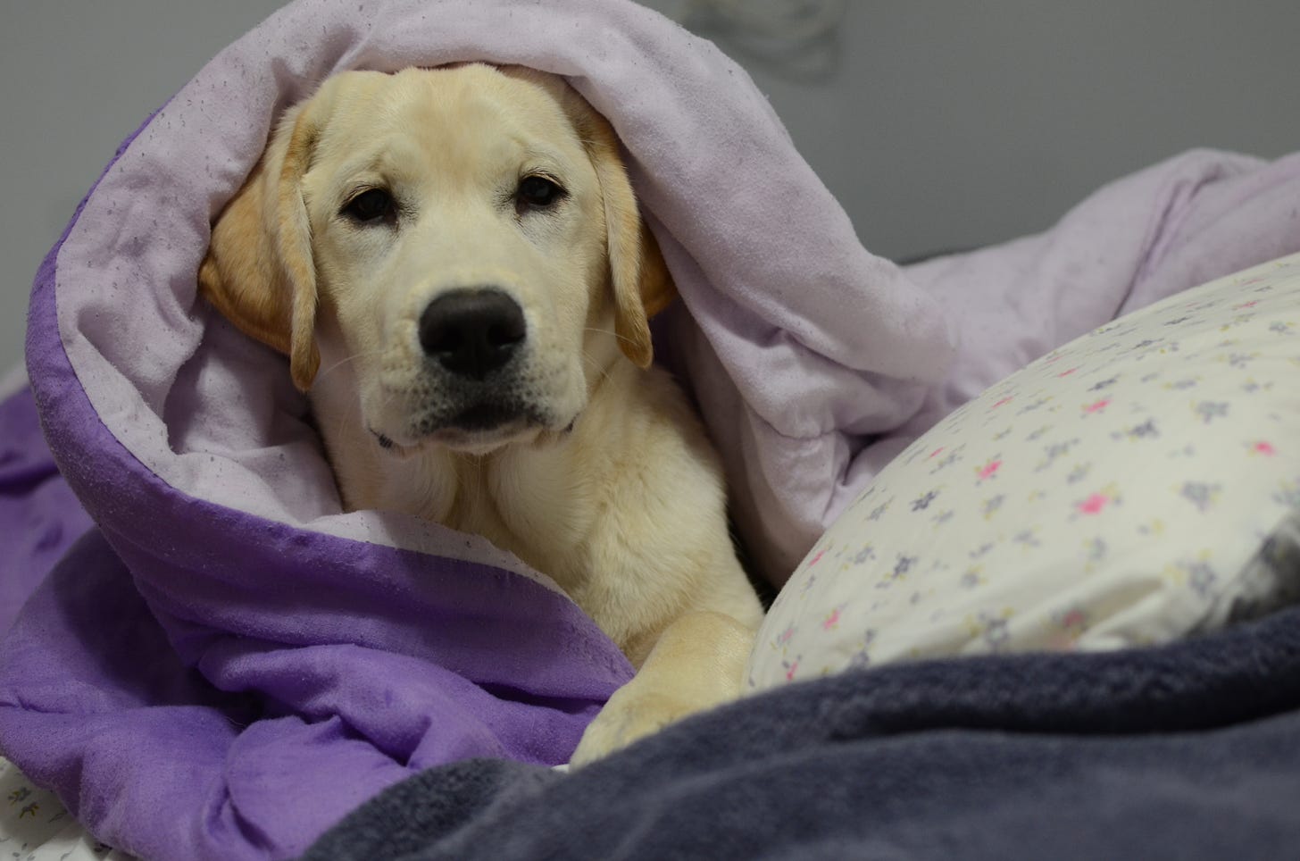 A yellow Labrador retriever puppy is wrapped up in a purple blanket with a pillow next to her. 