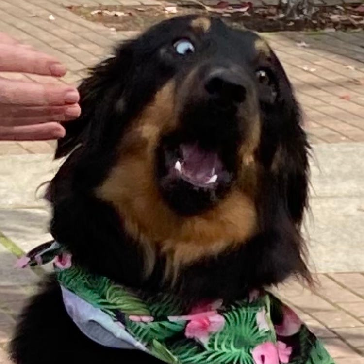 Black and brown dog with Hawaiian scarf with eyes crossed and mouth open