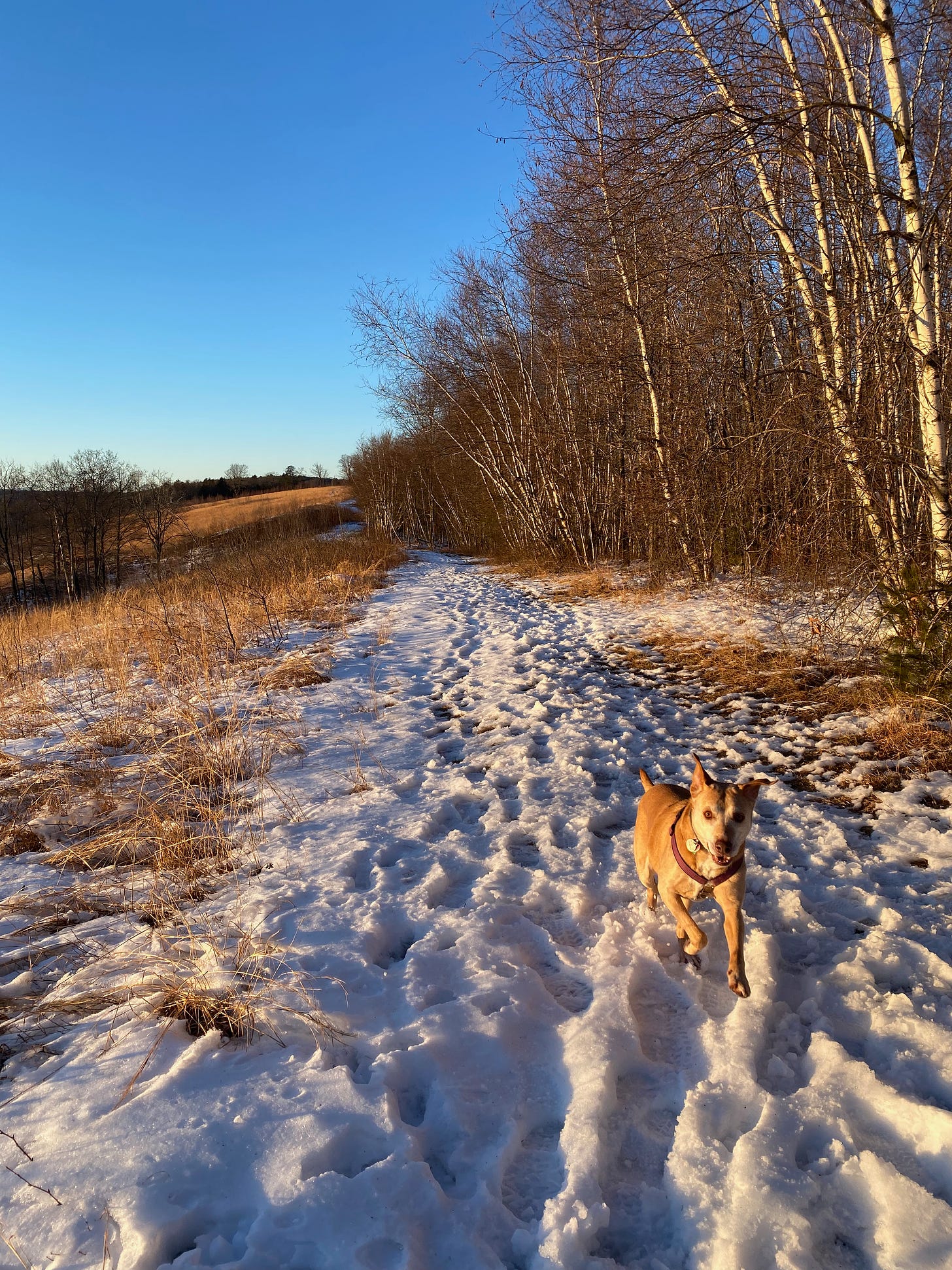 Nessa bounding along a snowy ridgetop path, with a golden meadow on one side and sunlit birches on the other. She’s midleap, legs extended and ears flapping.