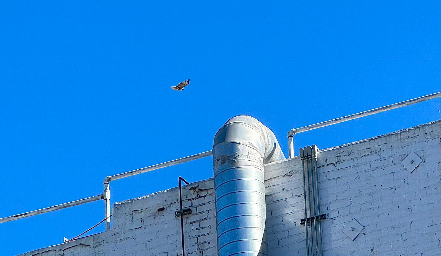 Hawk over an urban building