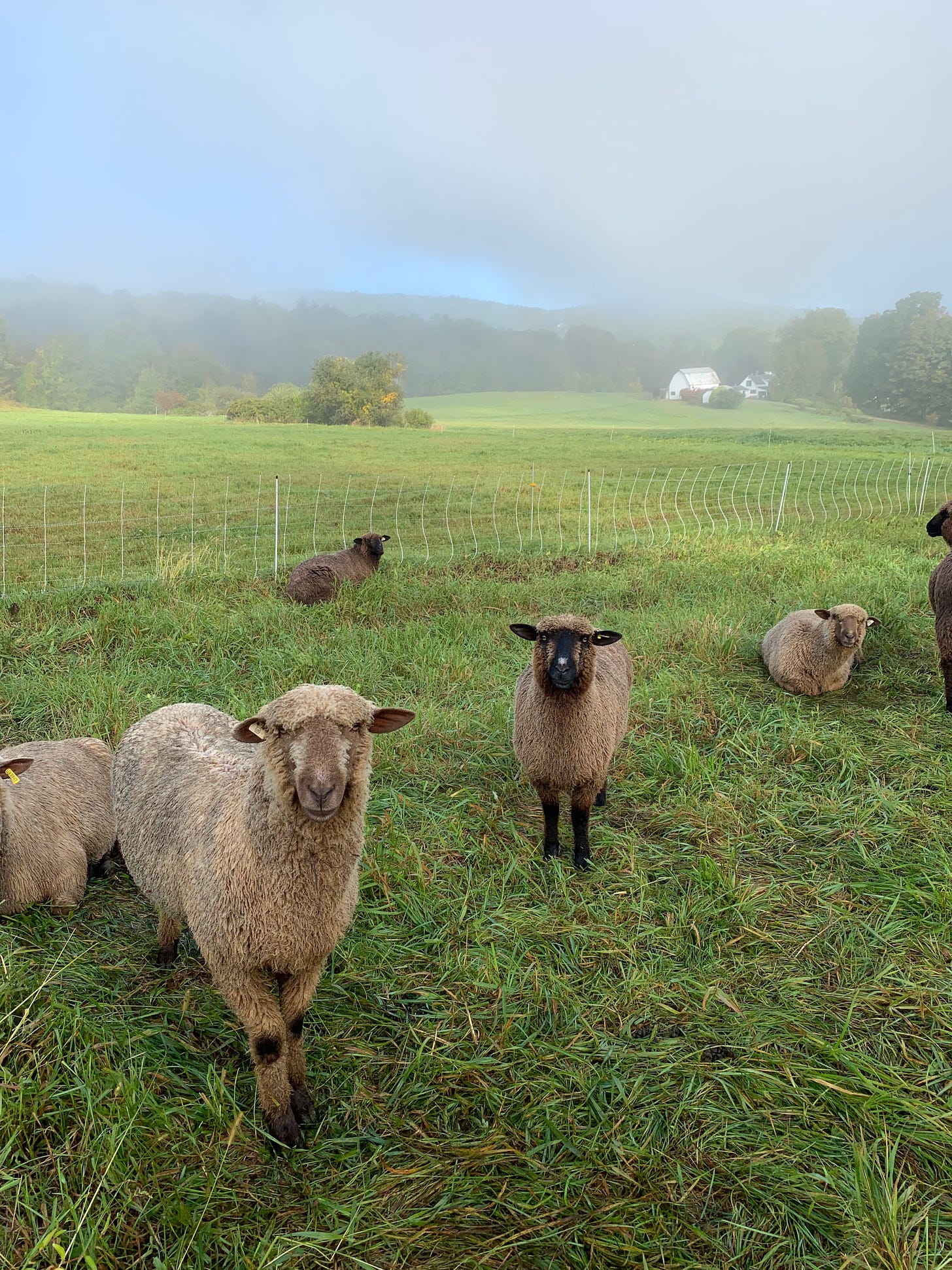 A small flock of sheep are sitting in a green pasture, some are staring at the camera and others are laying down looking elsewhere. There is fog shrouding the area but a clear blue sky behind it.