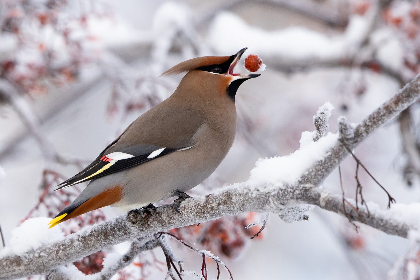 A Bohemian waxwing eating a berry from a snowy branch 