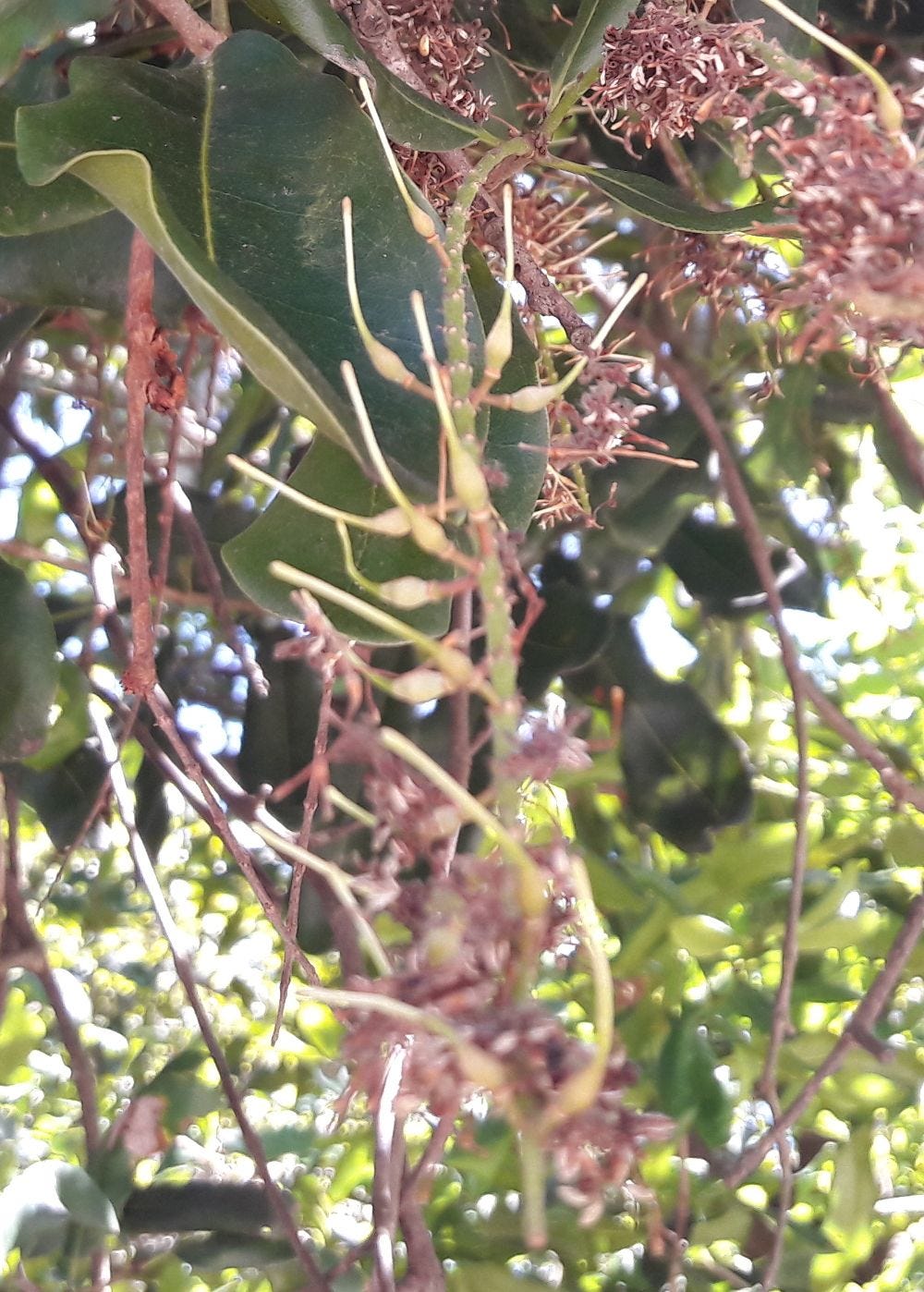 Macadamia integrifolia [budding fruit - Medowie, NSW, 2022] sml.jpg