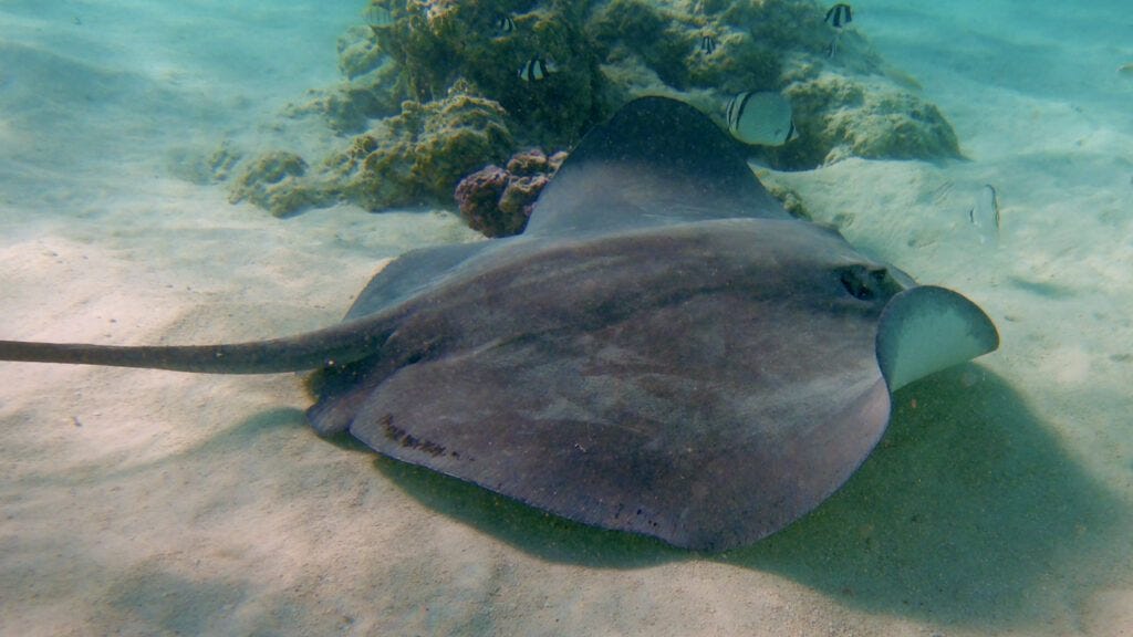 Stingrays Stingrays
