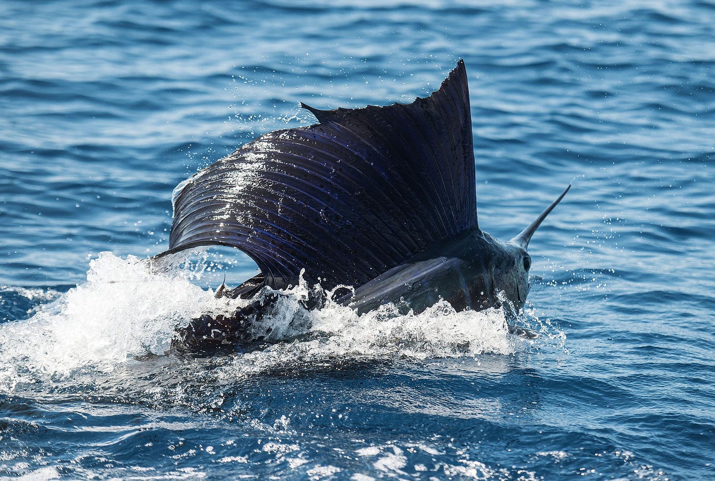 Billfish Angler's Guide to Costa Rica | Sport Fishing Mag