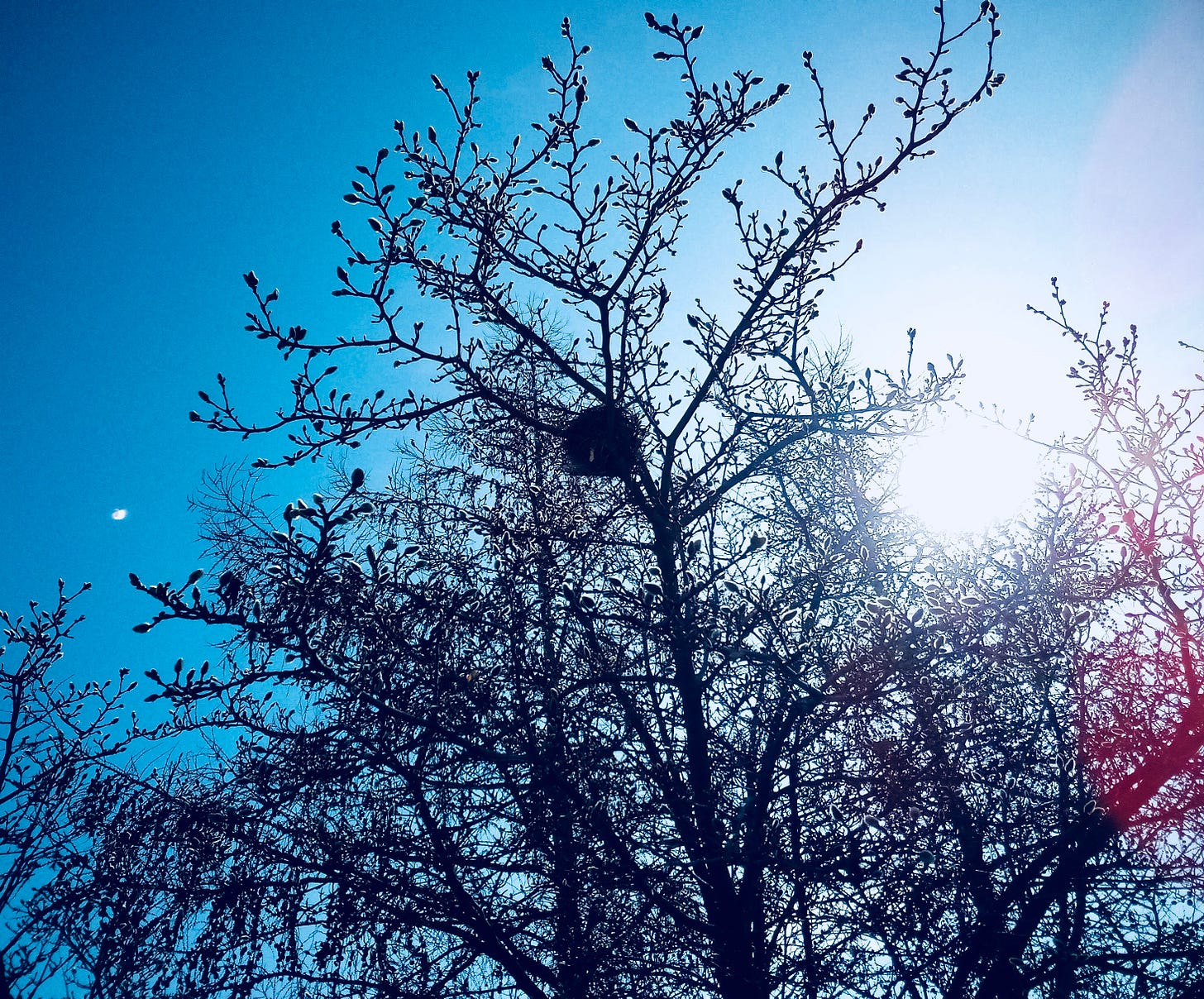 Birds' nest in a tree backed by blue sky