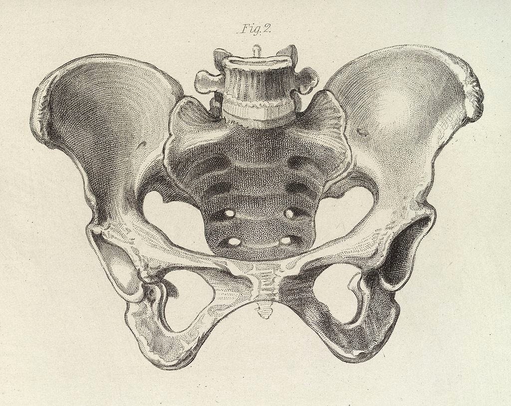 Uno schema della pelvi femminile. Incisione in un manuale di ostetricia. Credit: Wellcome Images / Wikipedia. Lincenza: CC BY 4.0. 