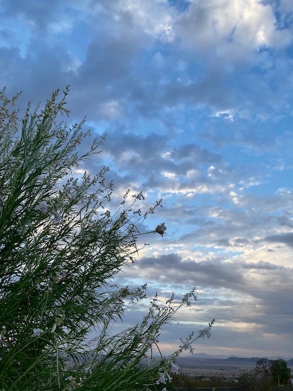 Photo by Sherry Killam Arts showing the blue-gray desert sky and landscape with low mountains in the distance and a large weeping willow in the foreground.