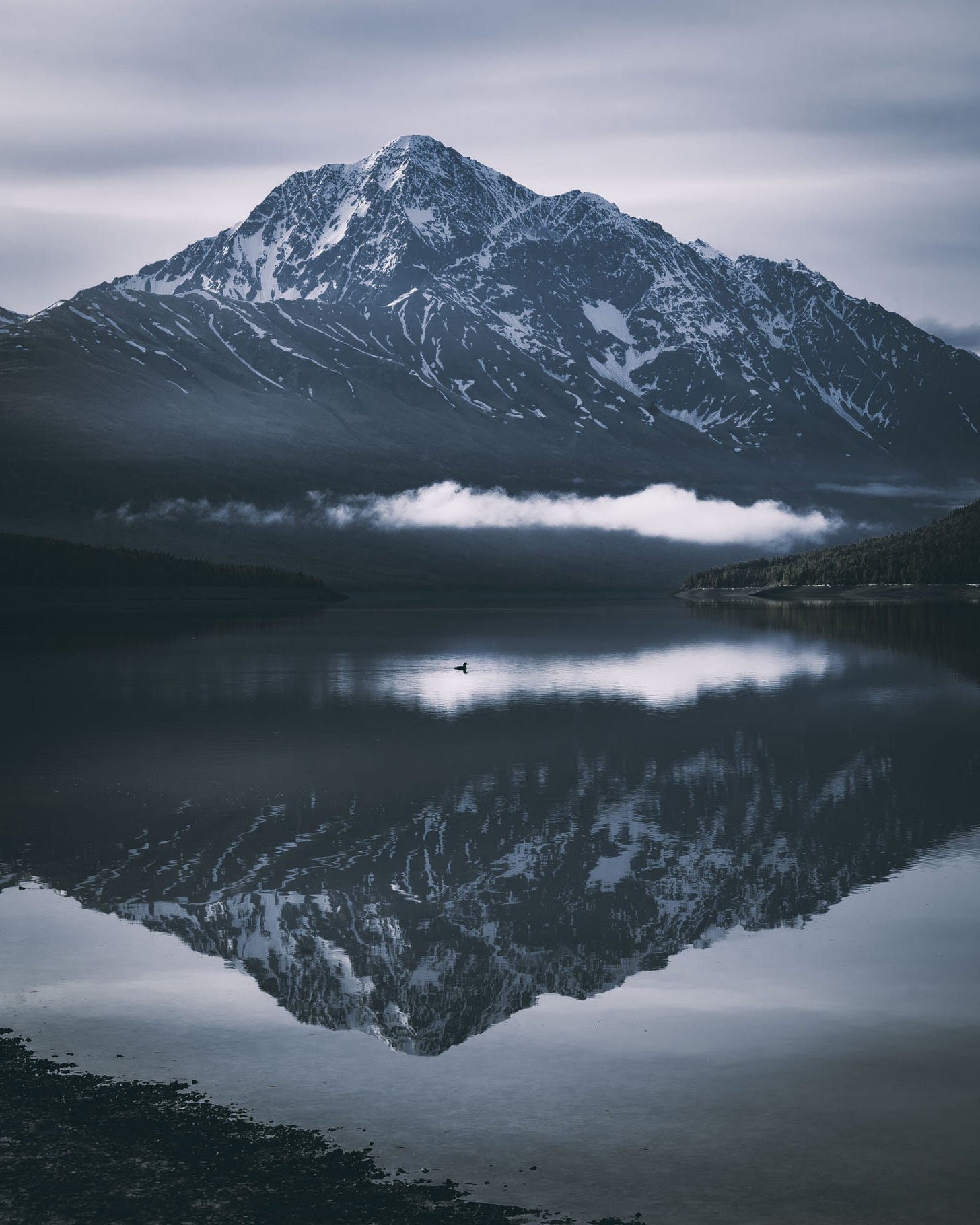 Bold peak reflecting in Eklutna Lake as a loon swims through a clouds reflection.