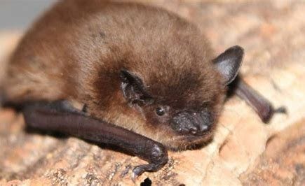 Image result for little brown bat images