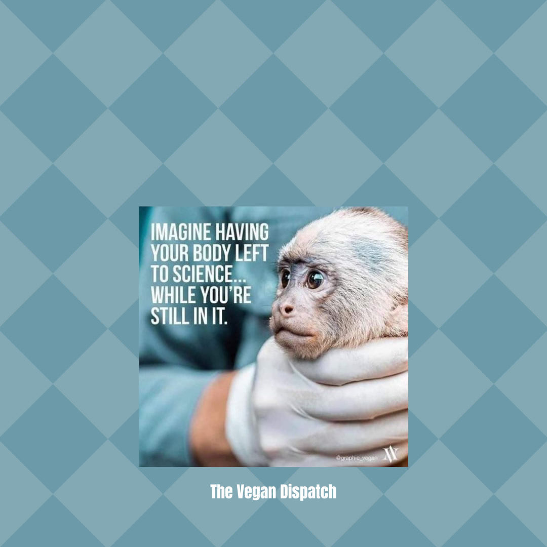 The cessation of animal testing and experimentation is imperative as it exploits sentient creatures, causing them distress and stripping them of autonomy. Ethical substitutes are available, making these practices obsolete and indefensible due to their neglect of animal rights and welfare.