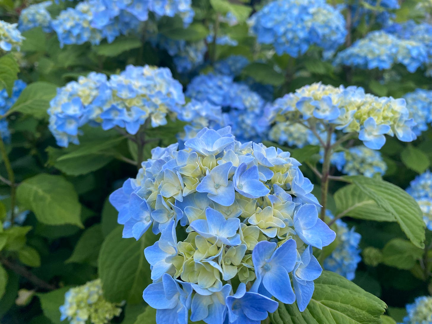 blue hydragengea flowers with green stems